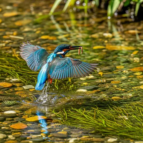 Bird Hunting for Worms in Water
