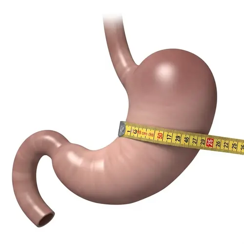 Healthy Stomach Measured with Tape: Anatomical Drawing