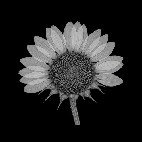 Unique Pressed Flower 'Chimera' - Stunning Monochrome Botanical Photography