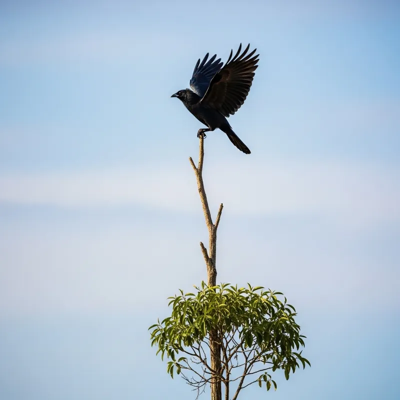 Sable Bird Beauty in Nature