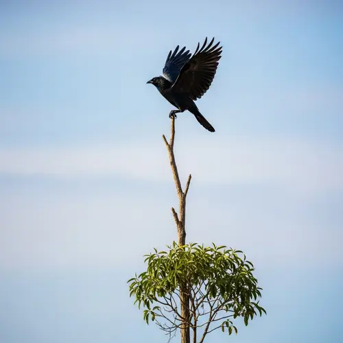 Sable Bird Perched on Tree Branch - Capturing Nature's Elegance