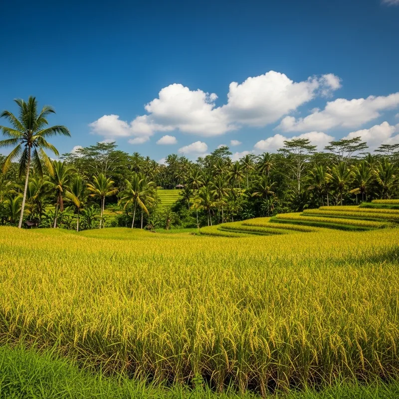 Picturesque Rice Field Landscape in Bali, Indonesia