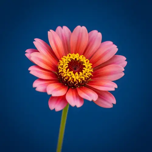Vibrant Pink and Red Flower with Yellow Center