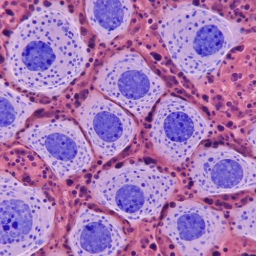 Microscopic Insights into Fibroblasts' Structure