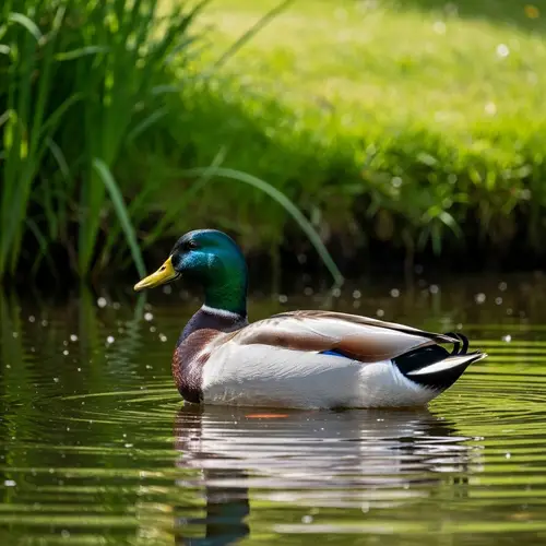 Majestic Duck in Tranquil Pond with Stunning Nature Background