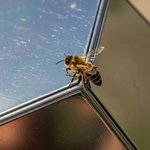 Bee Landing on Metallic Geometric Object - Realistic Artwork
