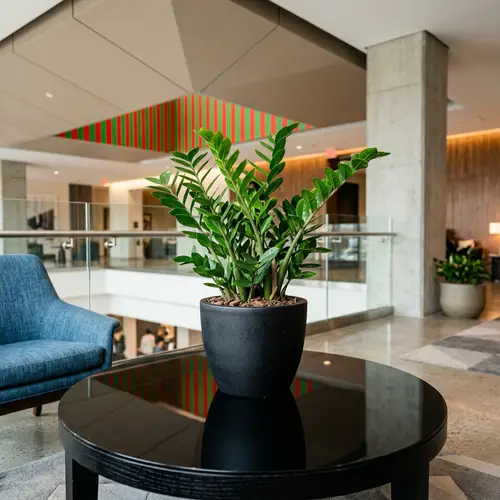 Modern Indoor Setup with ZZ Plant in Matte Black Pot