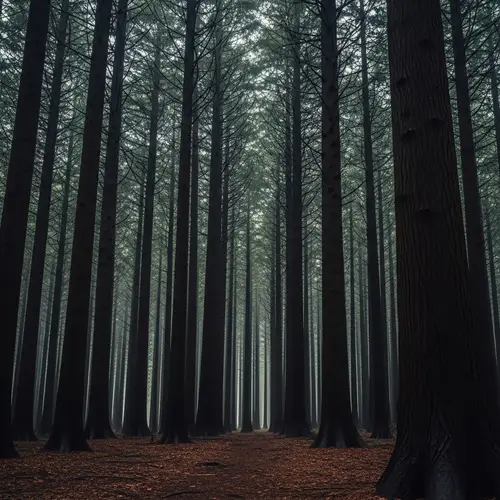 Dark and Gloomy Forest Background Images