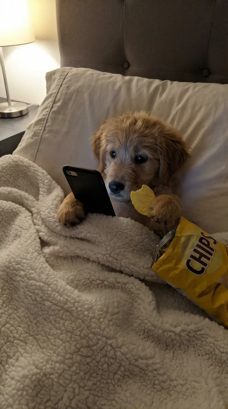 Fluffy Golden Retriever Puppy in Cozy Blanket Fluffy Golden Retriever Puppy in Cozy Blanket