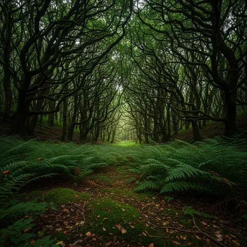 Enchanting Dark Green Forest - Explore the Lush Wilderness