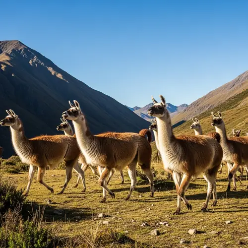Graceful Llamas Journeying Through Scenic Mountains