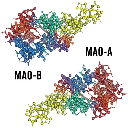 Ligand Binding Pockets in MAO-A and MAO-B: Thermodynamic Landscape