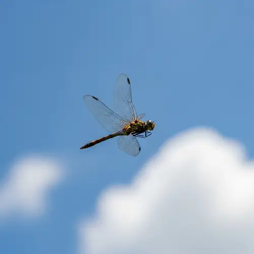 Iridescent Dragonfly in Mid-Flight - Serene Nature Ballet