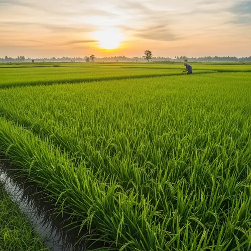 Serene Beauty of Lush Green Rice Fields at Dawn