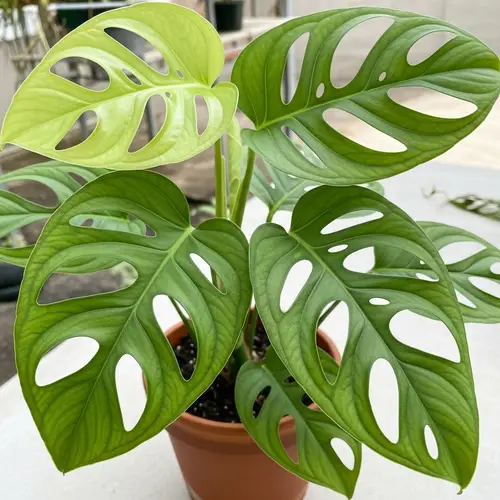 Lush Monstera Obliqua Plant from Peru | Detailed & Vibrant