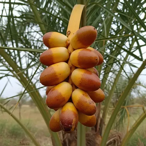 Ripe Date Palm Fruit on Branch - Fresh and Organic