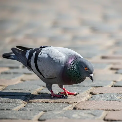 Gorgeous Pigeon on Cobblestone Street | Wildlife Photography