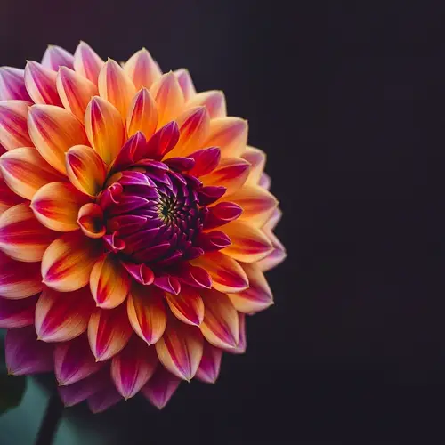 Colorful Bloom Dahlia Flower 5K Wallpaper | Close-Up Resolution
