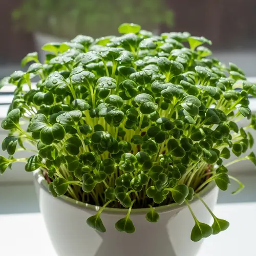 Botanic Green Microgreen - Fresh and Nutrient-Rich Plant