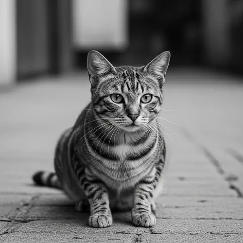Enigmatic Feline: Classic Street Photography in Black & White