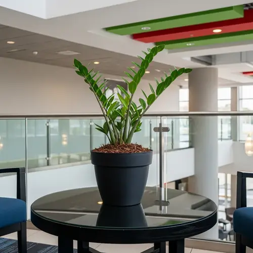 Modern Indoor Setup with ZZ Plant in Matte Black Pot