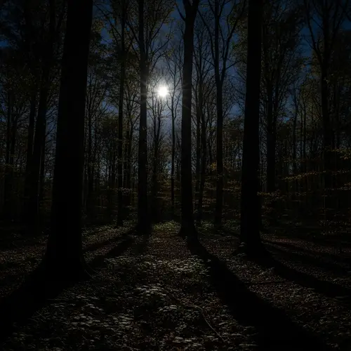 Eerily Quiet Forest at Midnight with Full Moon Glow