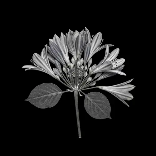 Monochrome Botanical Photography - Dogwood, Eucalyptus, Agapanthus Chimera