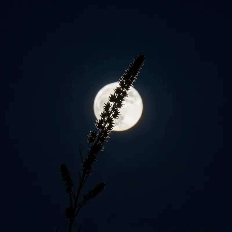 Moonlight Weed Against Night Moon Sky