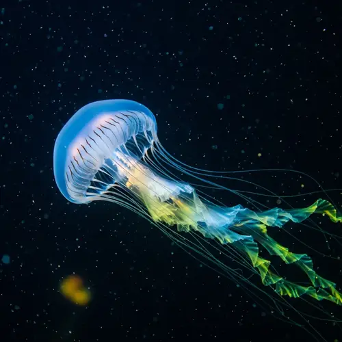 Vibrant and Luminescent Jellyfish in Ocean Depths