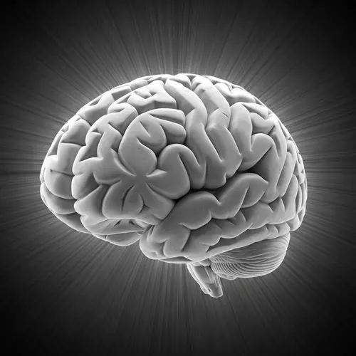 Intricate Human Brain Structure Visualization