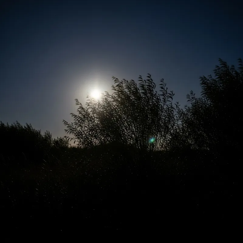 Tranquil Night with the Moon Illuminating Wild Bushes