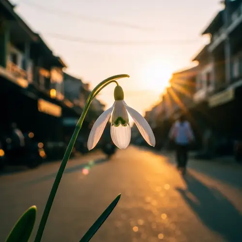 Delicate White Snowdrop Flower in Cambodia Streets