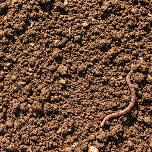 Rich Dark Brown Soil Texture | Moist Earthworm Soil