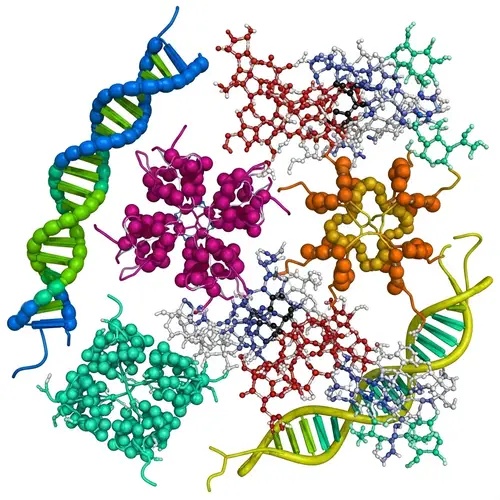 Colorful RNA Molecules and Peptides Interaction | Website Name