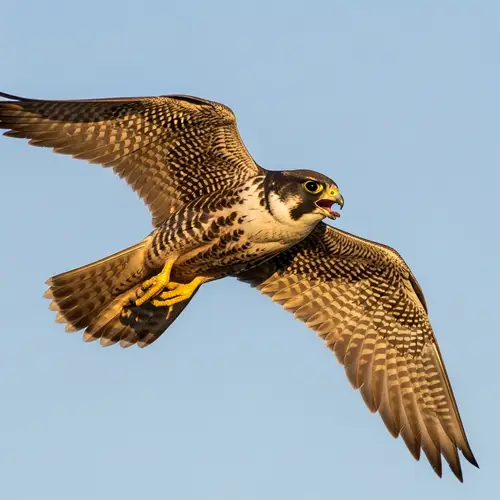 Majestic Falcon in Mid-Flight | Impressive Wingspan & Determined Gaze