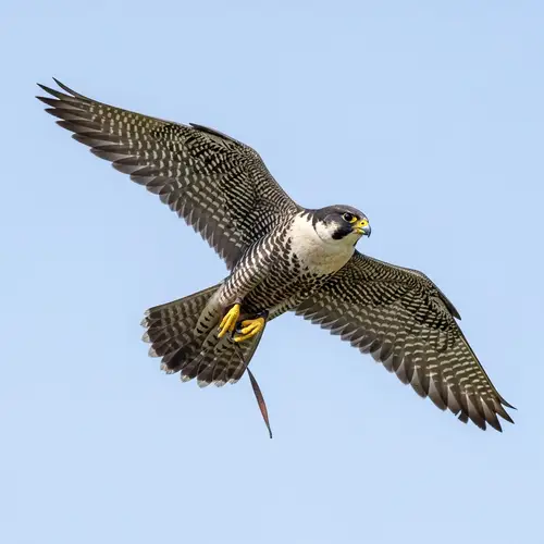 Majestic Falcon Soaring High | Answering the Call of Nature