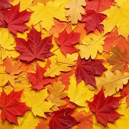 Vivid Autumn Leaves | Abstract Arrangement