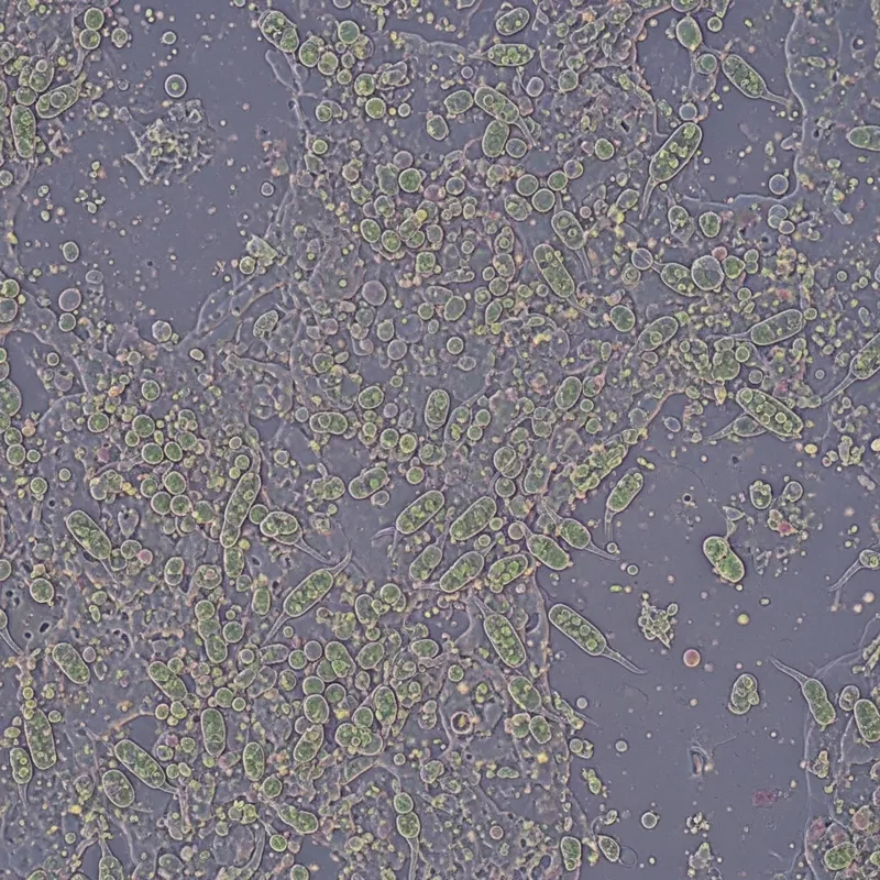 Diverse Microbial Biofilm: Structures & Chemistry Insights Diverse Microbial Biofilm: Structures & Chemistry Insights