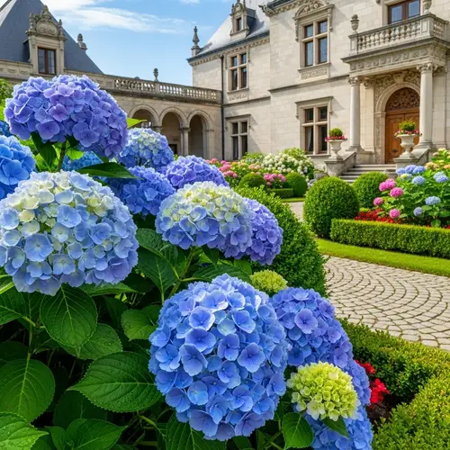 Blue Hydrangeas in Renaissance Mansion Garden