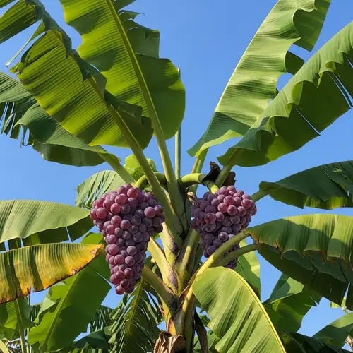 Banana Tree with Purple Grapes: Nature's Botanical Wonder