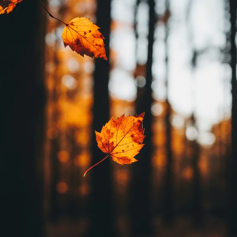Ethereal Autumn Leaf Descent | Minimalistic Macro Photography