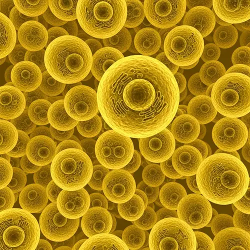 Yellow Eukaryotic Cells Microscopic Image