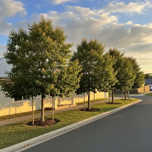 Charming White House with Bucida Trees