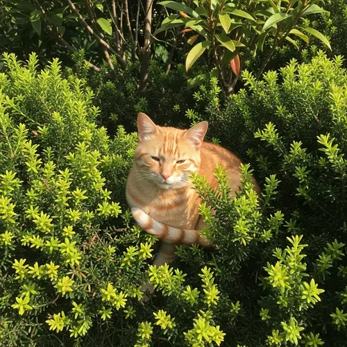 Ginger Cat Relaxing in Bushes | Tranquil Scene