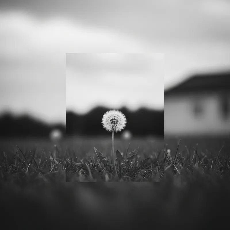 Focus on Minimalistic Design: Calm Dandelion Scene