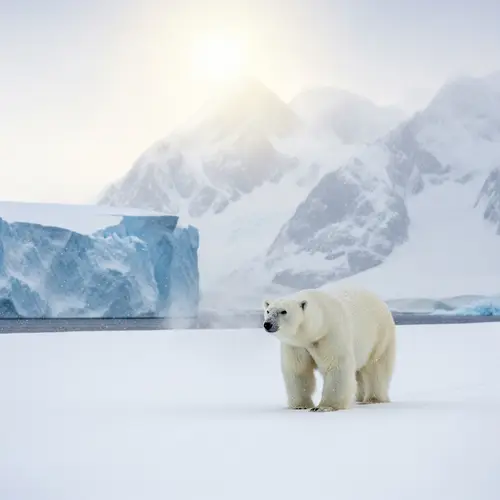Majestic Polar Bear in Snowy Landscape