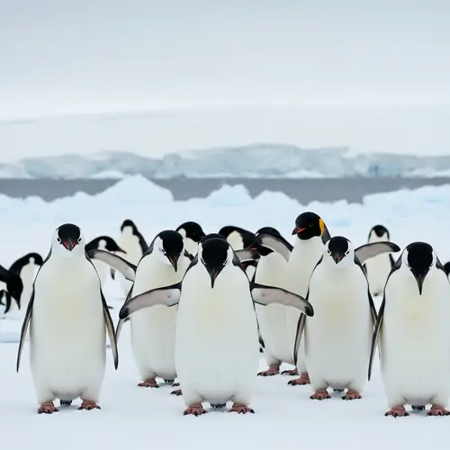 Angry Penguins in Antarctic Habitat | Group of Upset Penguins