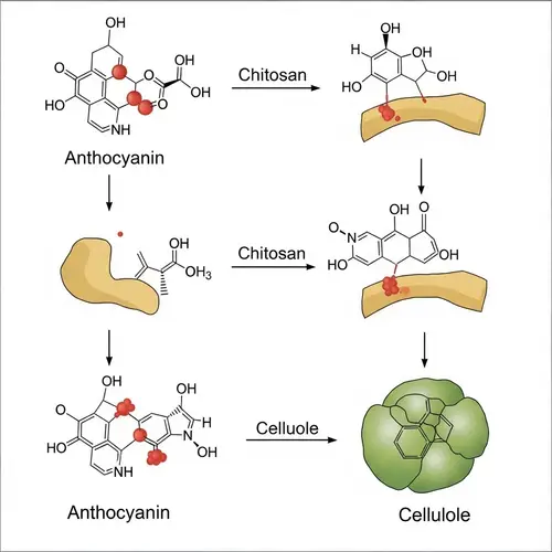 Anthocyanin Chitosan Cellulose Reaction Mechanism