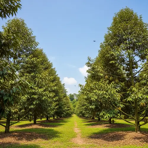Largest Durian Orchard - Thriving Trees & Scenic Vistas