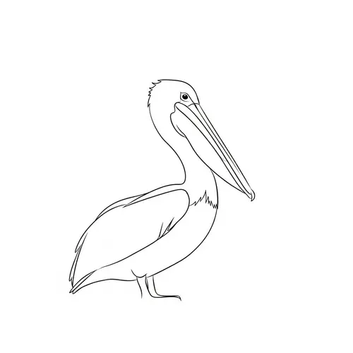 Simple Pelican Bird Sketch